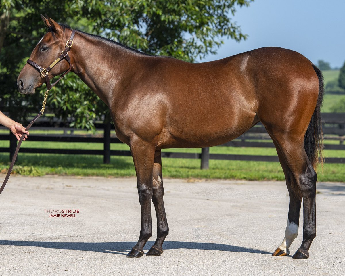 coolmoreamerica's tweet photo. Don’t miss the first yearlings by 4 x Gr.1 winner TIZ THE LAW at @FasigTiptonCo July! This gorgeous filly out of Nuhood sells as Hip 17 with @HunterValleyKY. #CoolmoreSires #HomeOfChampions https://t.co/IK9xxpUotw