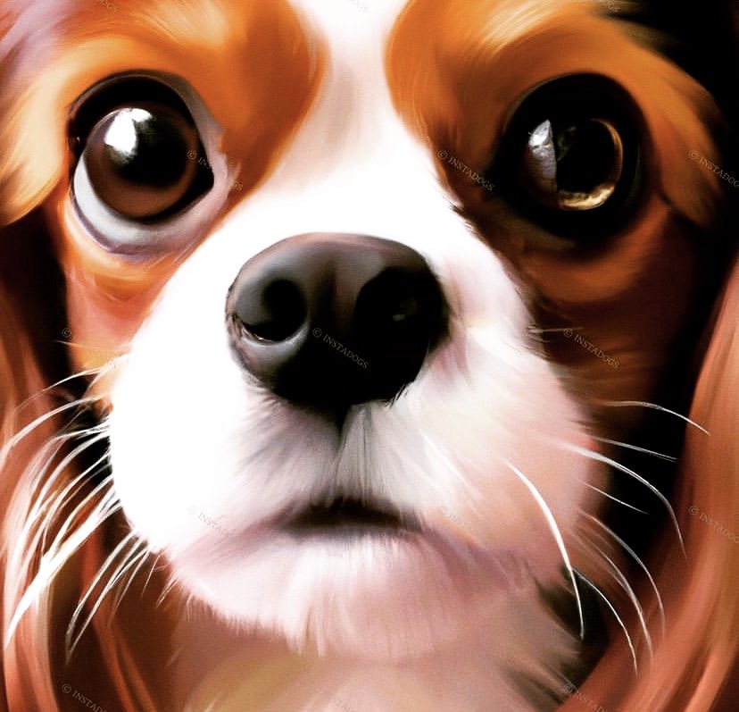 lnstadogs tweet picture