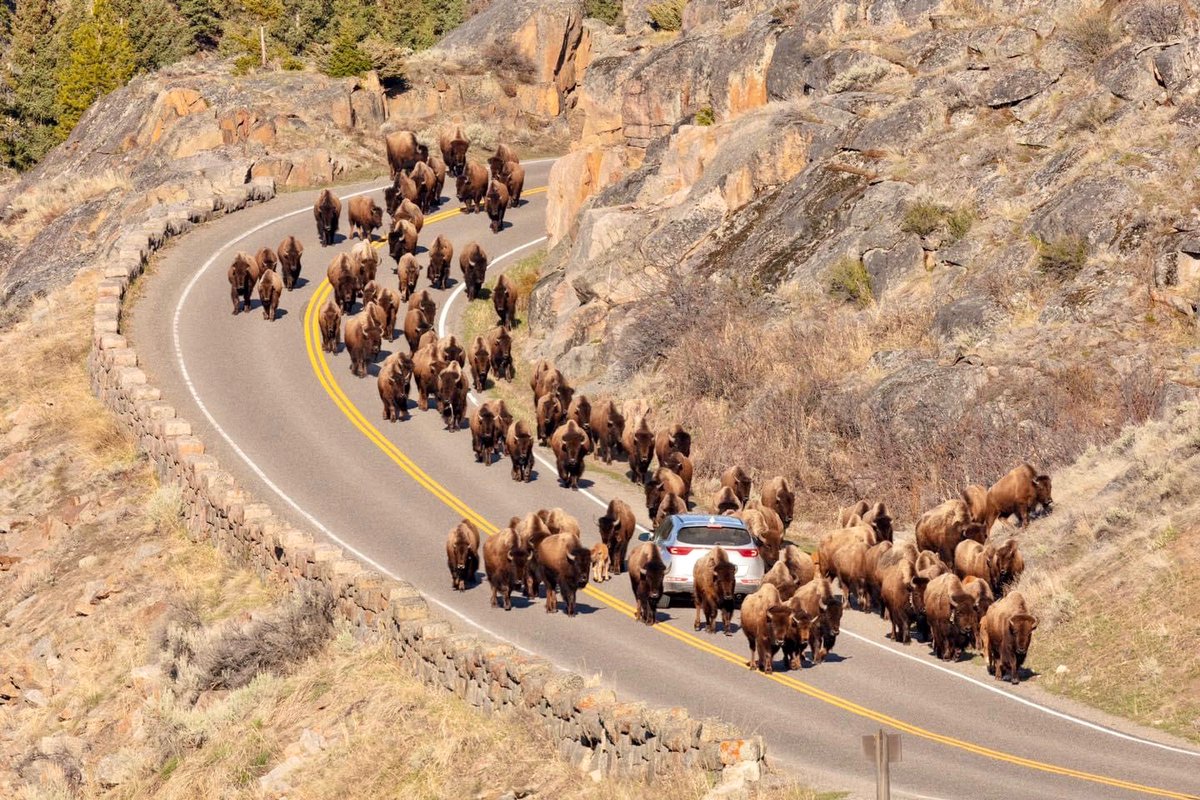 The quantum excitation of Hugs Bison particles can often leave you stranded in a field