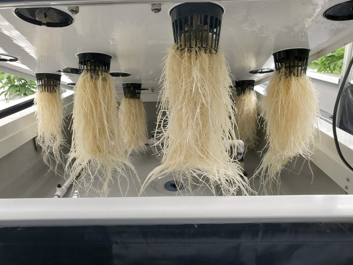 Summit Cannabis Co tweet media