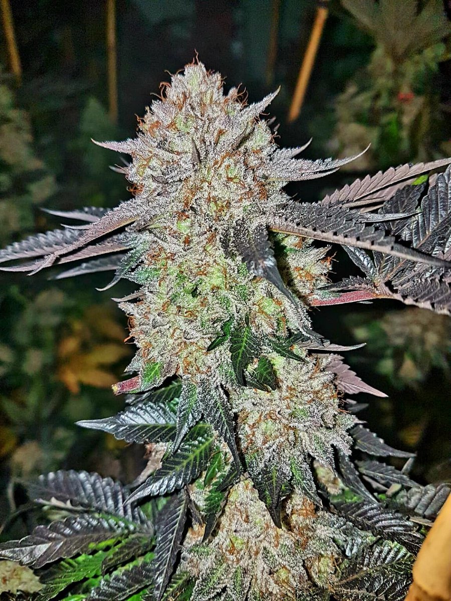 Summit Cannabis Co tweet media