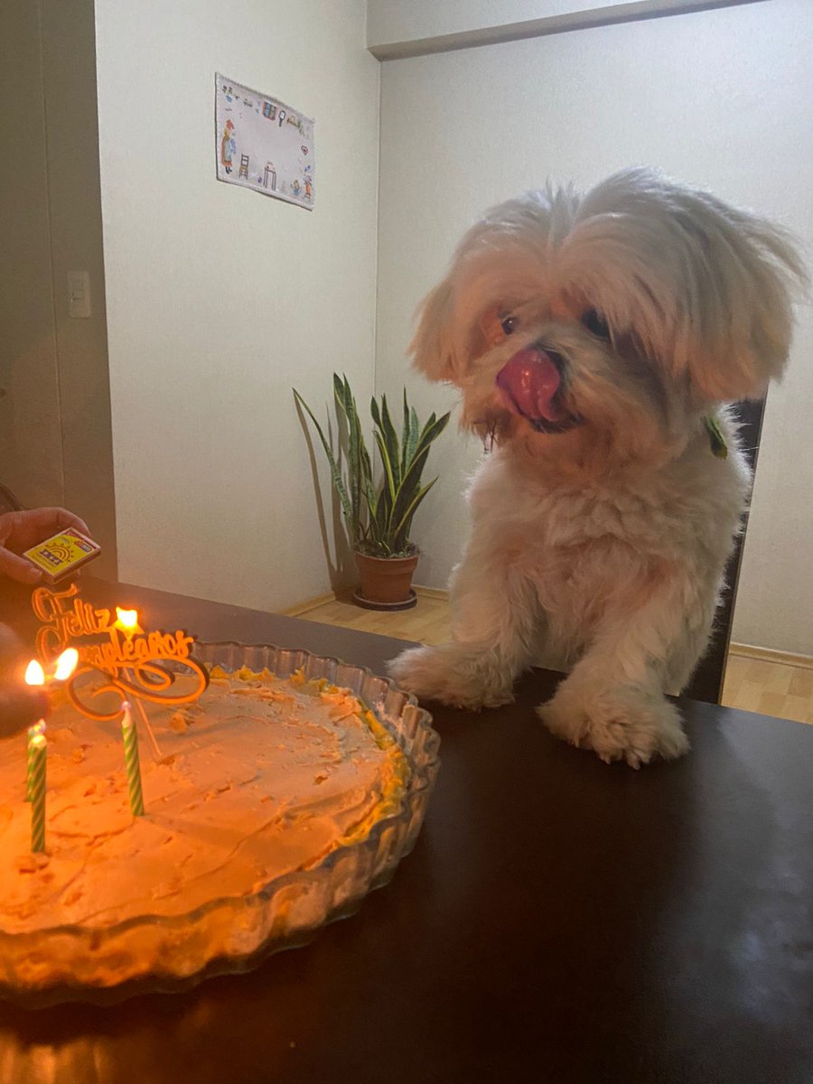 arielcan's tweet photo. Mi Rocoso Dalí en su cumpleaños 4..bello bebé https://t.co/UotZQKk0q2