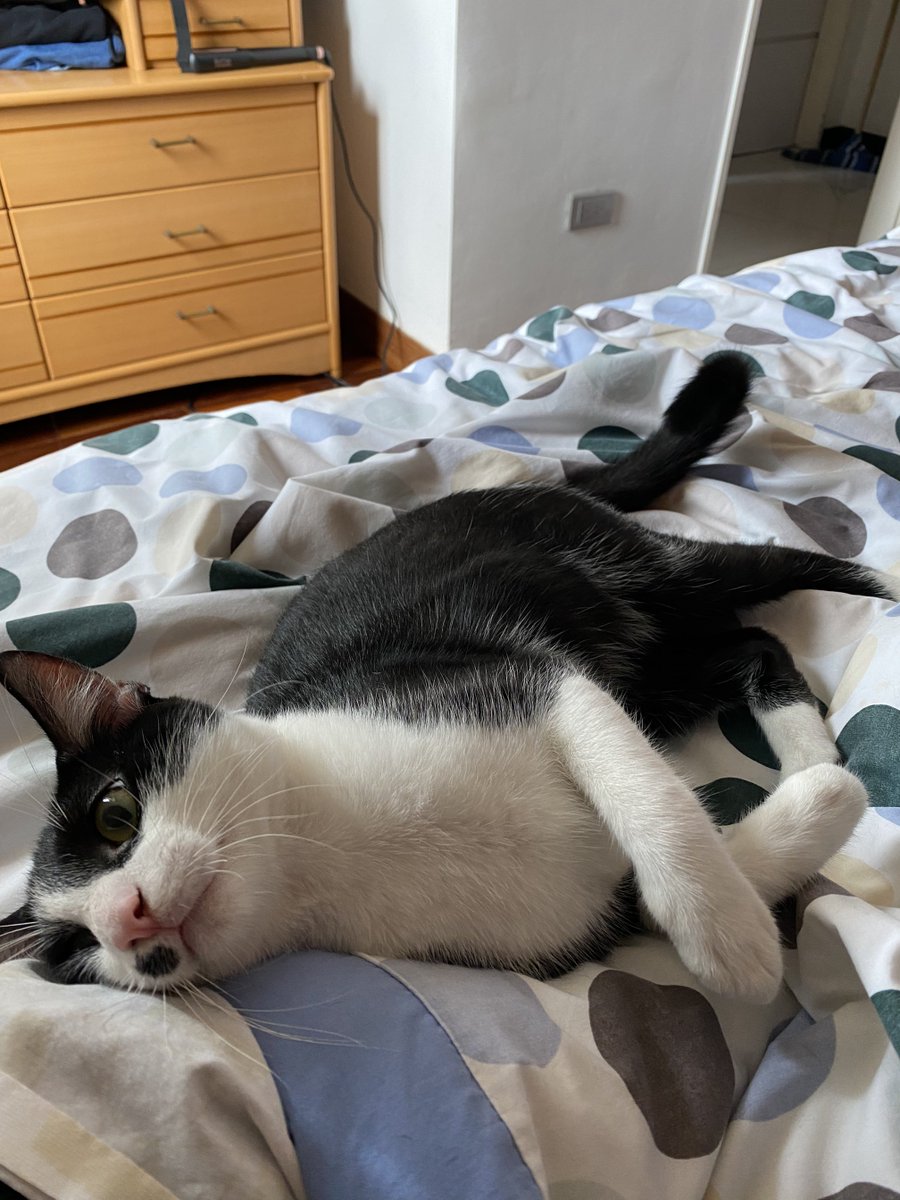 apoyocanino's tweet photo. #casodeterceros
#Adoptanocompres
#catslovers

Tiene 6 meses, se llama Fetuccini, y está en Caracas, buscando una familia para hacerlos muy felices por el resto de sus vidas
Contacto a los números 04269064905 / 04126107772 https://t.co/F21o2H1Uar