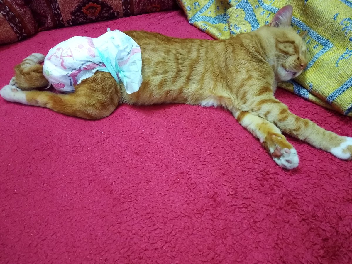 nour_maryam's tweet photo. Help out 💟 .

#Cats #Rescue #Street .

 #Gaza #Maryam #Caramal #Milo . https://t.co/inQQ4sCNla