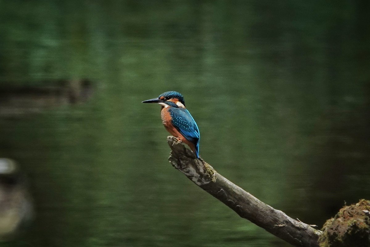 WildDevon tweet media