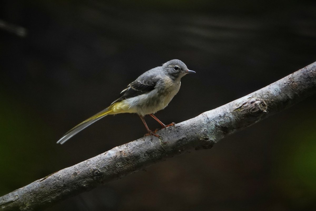 WildDevon tweet media