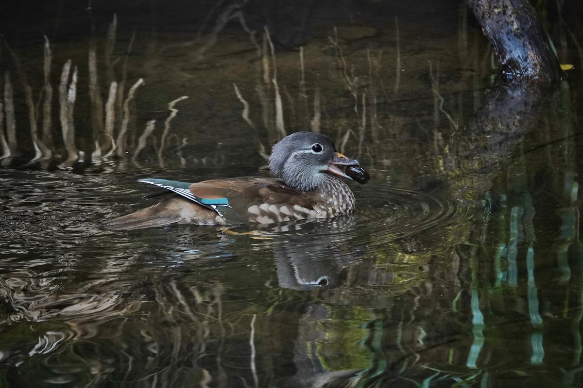 WildDevon tweet media