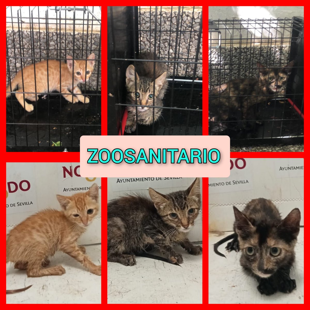 Nereapg4's tweet photo. Solo difundo:
🆘🆘 bebés en zoosanitario de Sevilla

Porfavor hay q sacarlos de ahí , son muy pequeños, 🆘🆘🆘

Contacto: 600873535 https://t.co/Tyx67CiQbZ