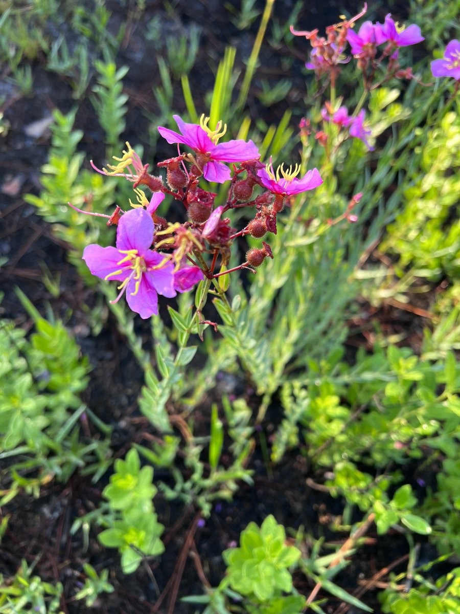 ash kerber tweet media