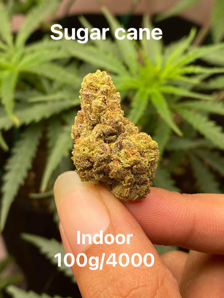 aaaaaa121aaa's tweet photo. 100g/4000
Indoor #กัญชาหาดใหญ่ #กัญชาตรัง #หลังสวน #กัญชากลังสวน #กัญชุมพร #กัญชาบ้านพรุ #กัญชาสงขลา #ขายกัญชาตรัง #ขายกัญชาหาดใหญ่ #ขายกัญชาสงขลา #ขายกัญชาชุมพร #ขายกัญชาหลังสวน #กัญชานอก #กัญชากทม #กัญชาเชียงใหม่  #กัญชาราคาถูก  #กัญชาอัดแท่ง  

https://t.co/iWEfP0z283 https://t.co/ea391ZA9KM