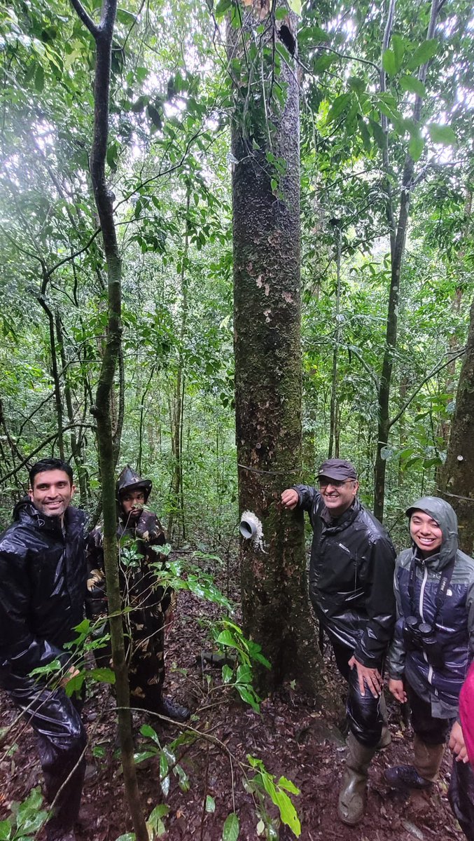ymalhi's tweet photo. And a chance to see one of wettest tropical forest sites monitoring carbon dynamics according to our #GEMnetwork protocols, a forest plot rich in elephants, gaur and other wildlife… https://t.co/VUdMEZtnub