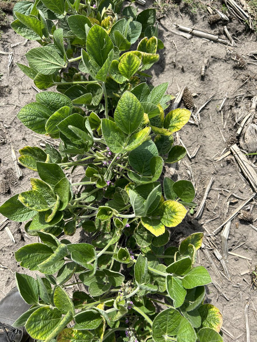 Seeing K deficiency in soybeans after rainfall events in some fields near Urbana. 
Typical symptom is yellowing of leaf margins that usually begin at the leaf tip and extend down the margin towards the leaf base.

<a href="/IllinoisCropSci/">Crop Sciences</a> <a href="/ILextension/">Illinois Extension</a>