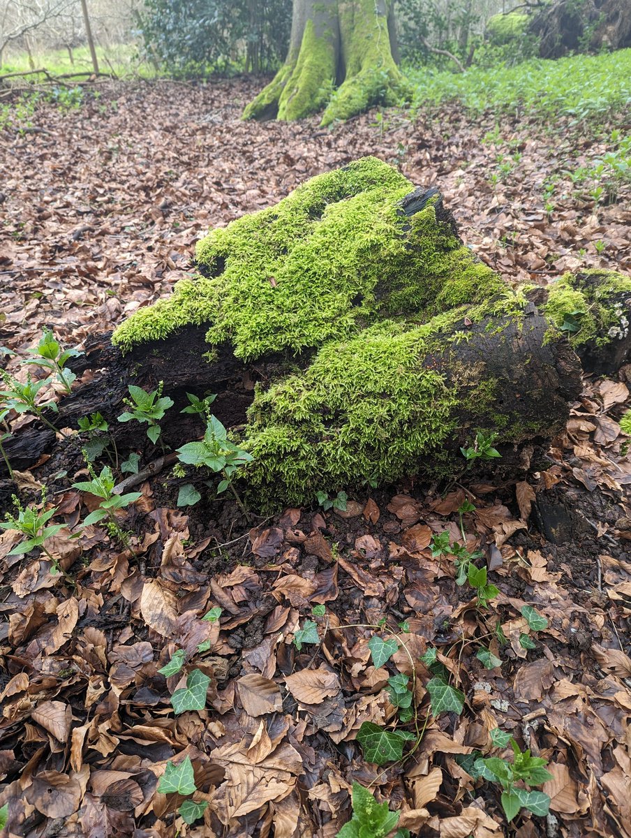 WillCardale4536's tweet image. 57km achieved 🥾💪so far in 2023 along the West Berks, Oxfordshire &amp;amp; Buckinghamshire sections of the #ThamesPath! 
Oxon/Glos up next
Warm, blue skies &amp;amp; verdant green shoots by the riverside!
#walkingweekends #walkyourway #walksinthecountryside #walkingachievements #thamespath