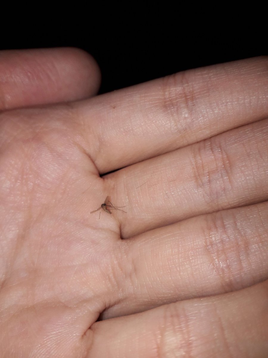 This is what ruins your summer - a mosquito

Use your phone's flashlight to slap these f**kers to death with your slipper