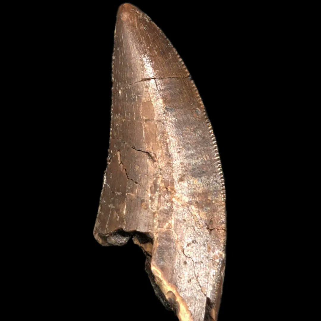 TheDailyRex's tweet image. Just added several Tyrannosaur teeth from the Two Medicine Formation of Montana!!!! thedailyrex.com/products/tyran…