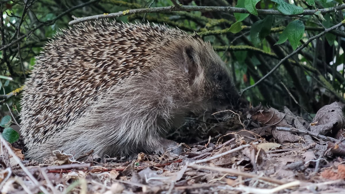 per_ohlsson2's tweet image. Finbesök ikväll 😃
#igelkott