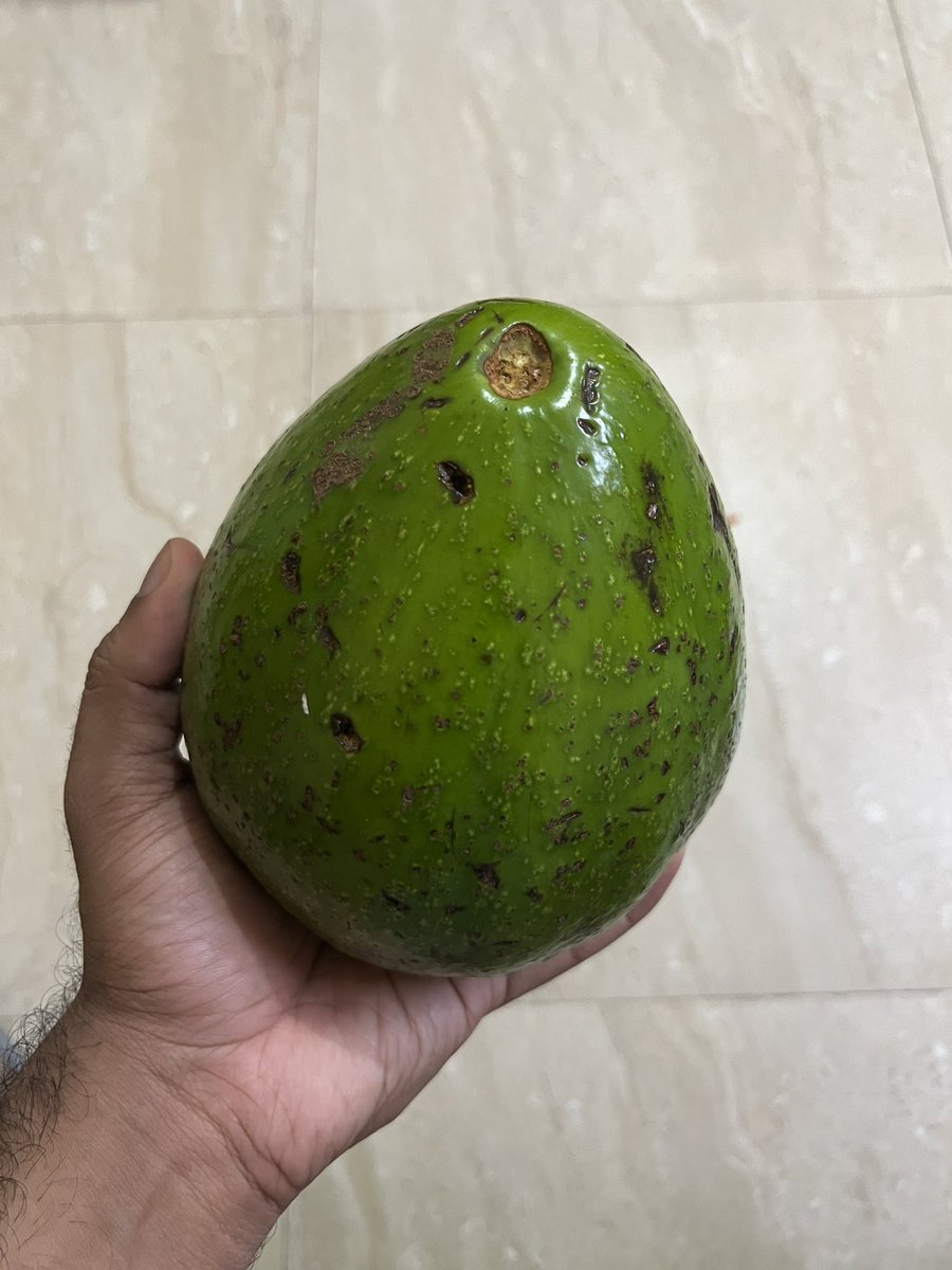 apsychbin's tweet photo. Kerala 🥑 barely fits in my hand https://t.co/PSHb3qTSE8