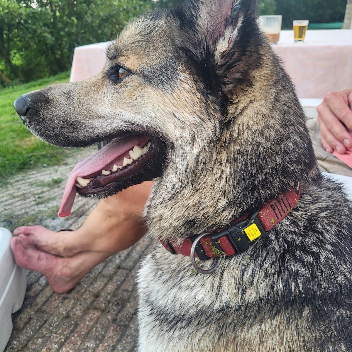 Deze komt zojuist langs in Dearsum.  Weet iemand van wie hij is?