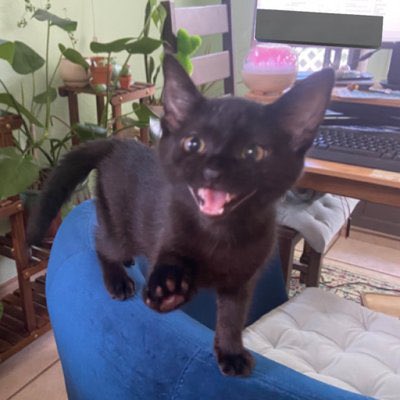 WizardPika's tweet photo. HEY GUYS ITS ME LOUISE COFEE BEANS ! THE GOODLY BABEY A BOY! Gonna go say hi to @OysterMushy and @brrbrrblueberry rite now ! Such is life for a teeny gentleman as myself ! https://t.co/I7t9zRoxOp