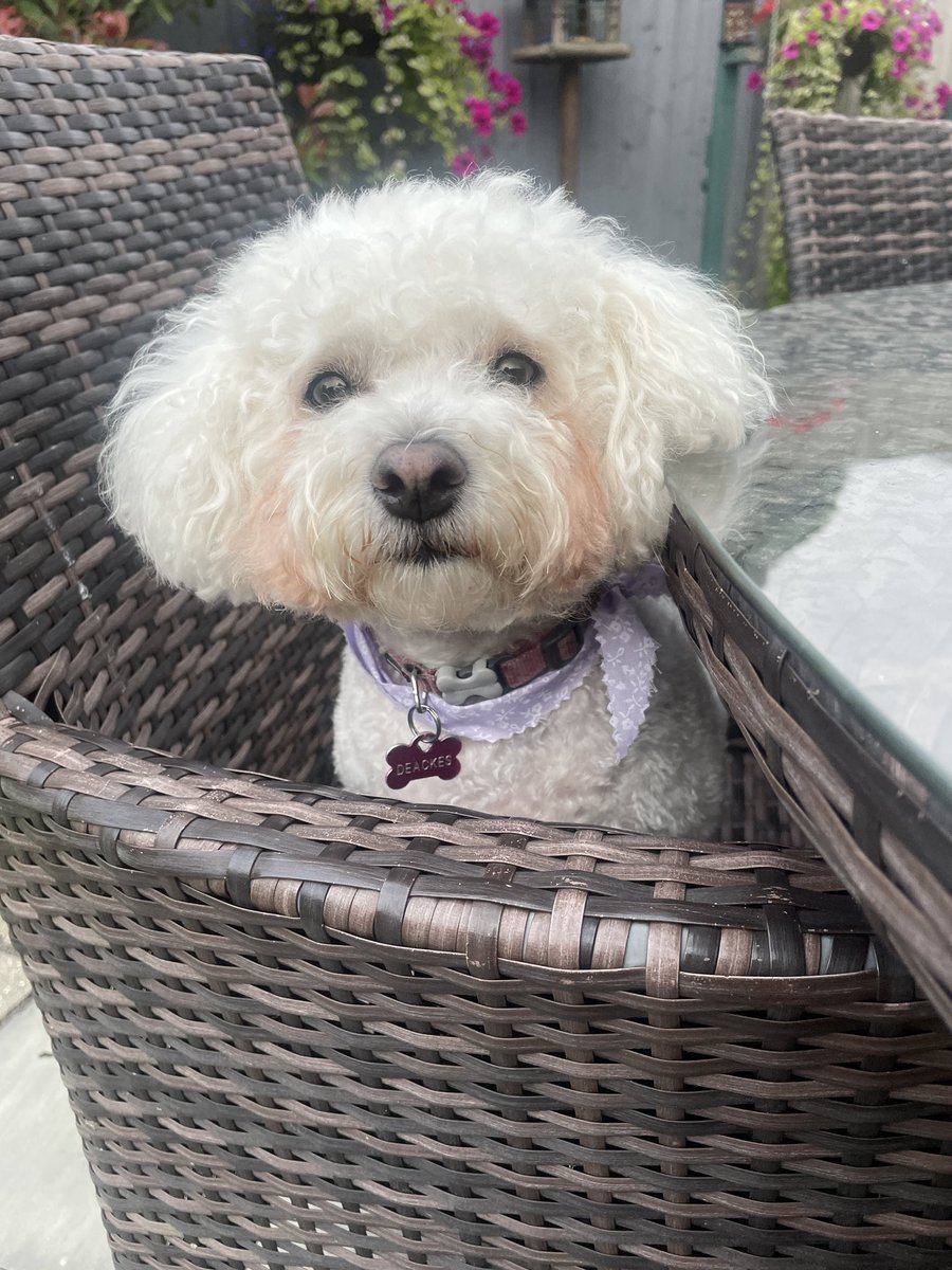 hammonster's tweet image. We’ve been to the groomers. We are very fluffy! @jenny_bichon @Monty_Bichon @Daisy_Tait @WalshKim @OllyMister191 @ElsaandEva @Paw_Palace