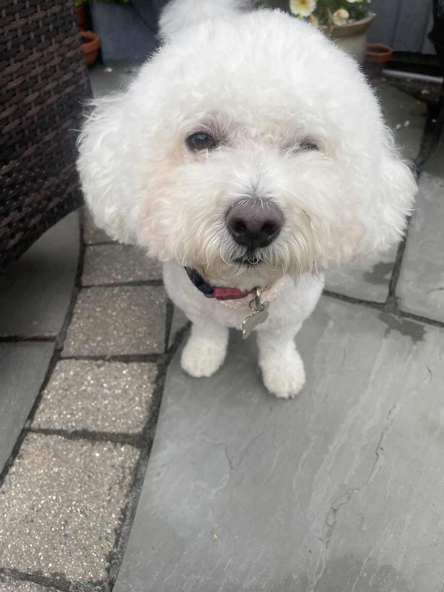 hammonster's tweet image. We’ve been to the groomers. We are very fluffy! @jenny_bichon @Monty_Bichon @Daisy_Tait @WalshKim @OllyMister191 @ElsaandEva @Paw_Palace