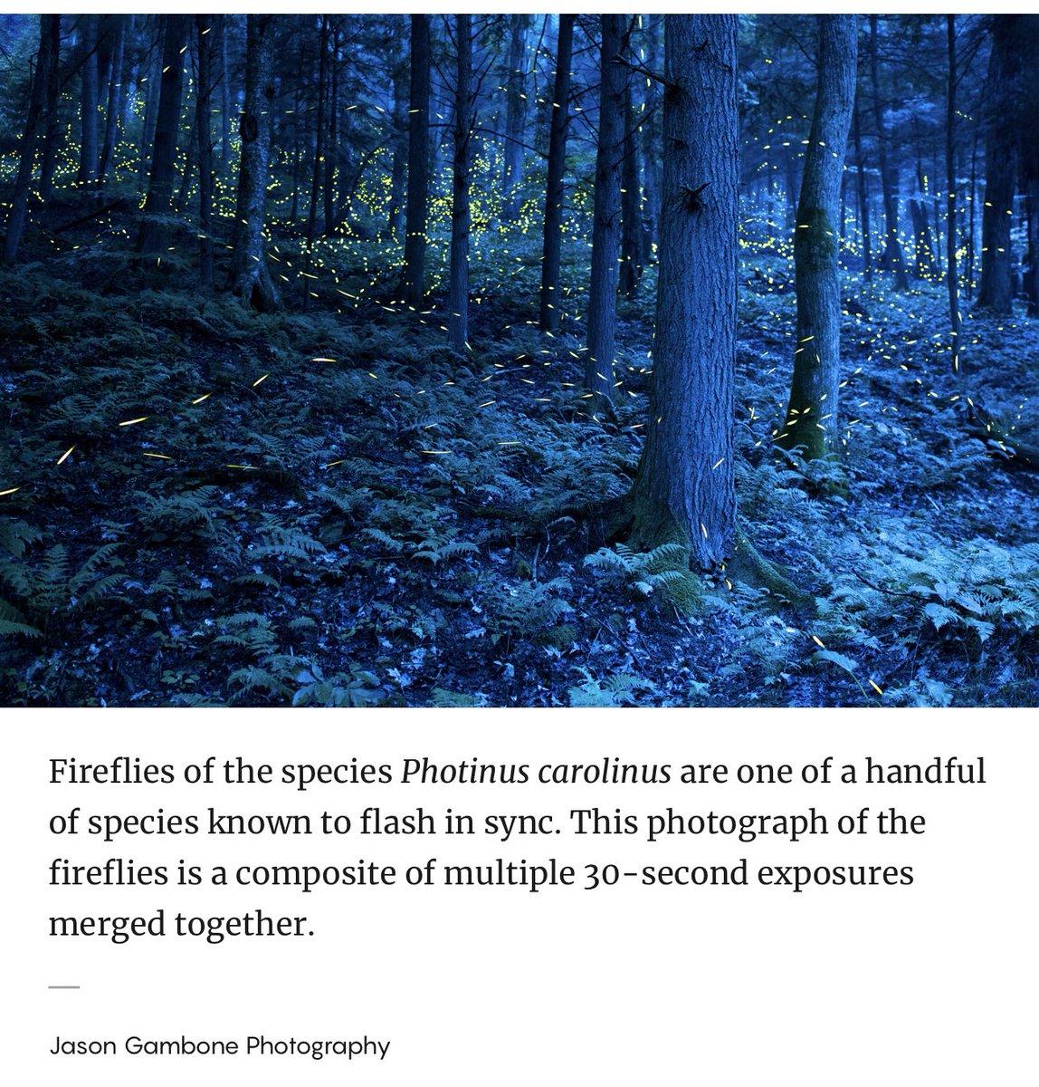 ATEŞ BÖCEKLERİ VE BEYİN

Ateş böceklerinin belli bir alandaki haberleşmelerinin oluşturduğu enformasyon ağı incelenmiş

Ateş böcekleri yanıp sönmeleriyle, bireysel olarak anlam taşıyan sanki bir telgraf kodlaması gibi sinyaller verirlerken, parçası oldukları sürünün varoluş