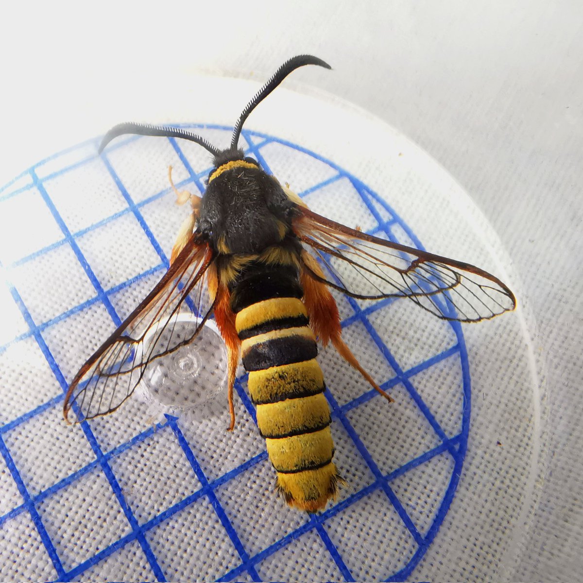 Successful work finding Sesia bembeciformis, Lunar Hornet Moth, with ALS LUN lure in VC41 Glamorganshire recently with a number of new squares recorded for this species (& one with no records for a century). @savebutterflies #moths #mothsmatter #teammoth #30dayswild #365dayswild