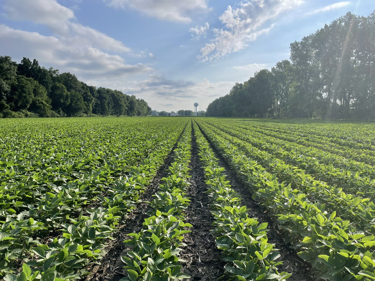 DEKALB/Asgrow Michigan tweet media