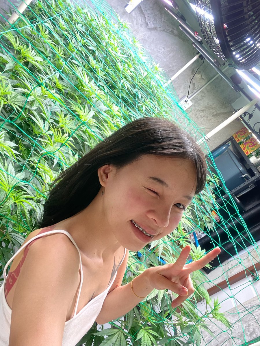 Downn44's tweet photo. ปรับไฟทำดอกแล้ว💚😘#กัญชาog #og #กัญชาราคาถูก #กัญชาราคาส่ง https://t.co/TN7ZXaL1mq