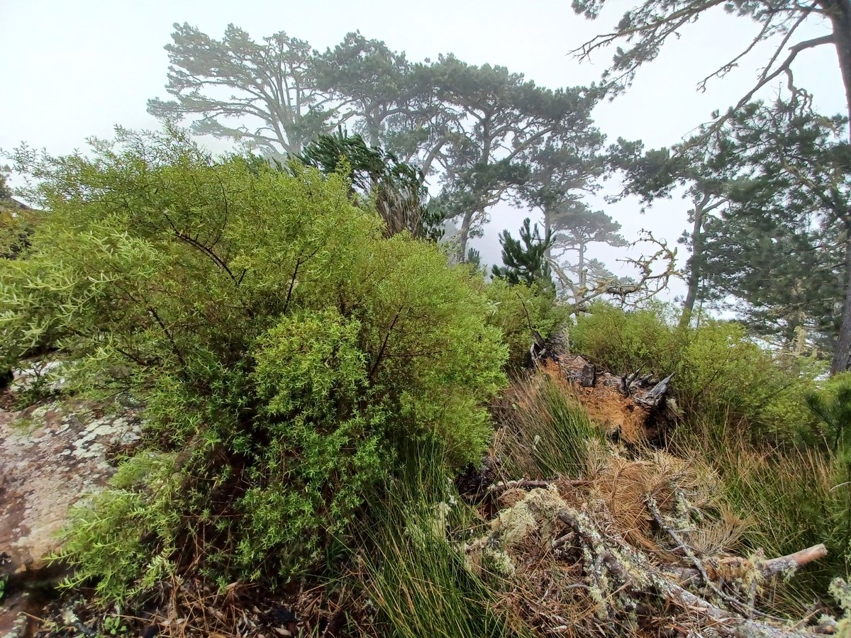 On the hunt for endemic plants