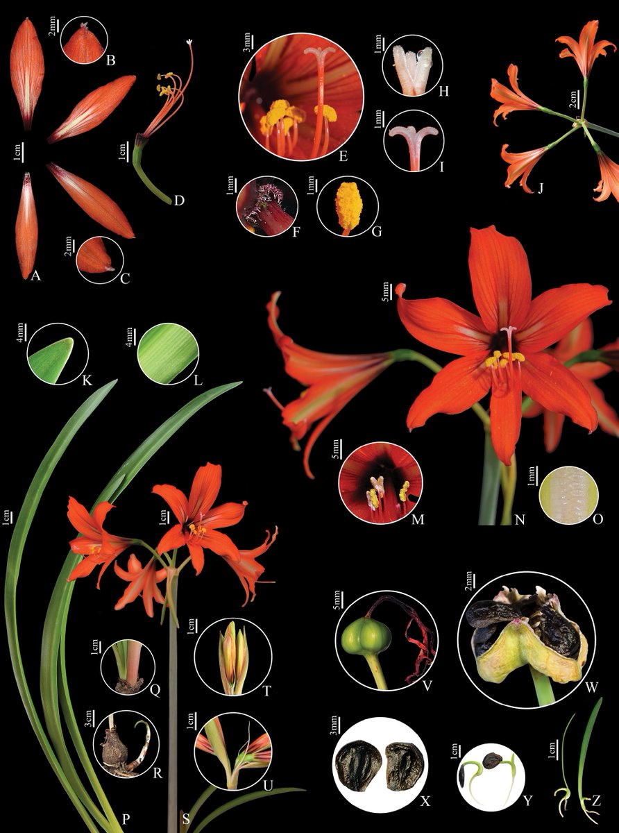 BRAZILIAN DELIGHTS!
2 #NewSpecies of #Hippeastrum discovered!
Meet: Hippeastrum curupira & H. laklano (Amaryllidaceae) • from the Brazilian Atlantic Forest 2023
Link: plecevo.eu/article/95601/
ShareTheKnowledge #BeforeItsGone