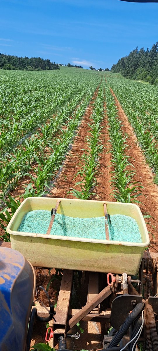 Day 2 of "Feed da Kern".  This heat kicked it into gear.  Still 7 days behind where we would like it to be