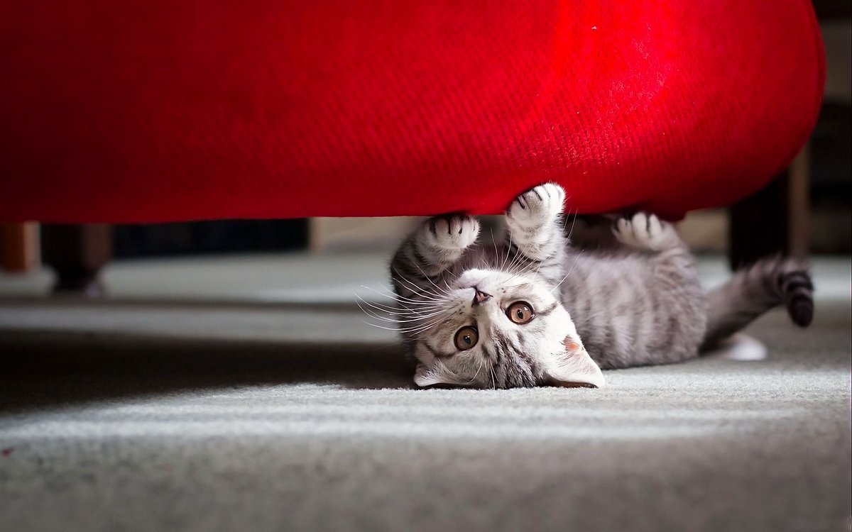 Drôle de chats tweet media