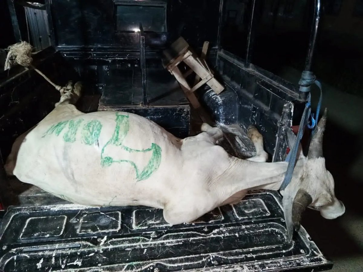 Naija_PR's tweet photo. Police have arrested cow meant for ‘Cult Day’ celebration in Osun https://t.co/RWLySJk9W5