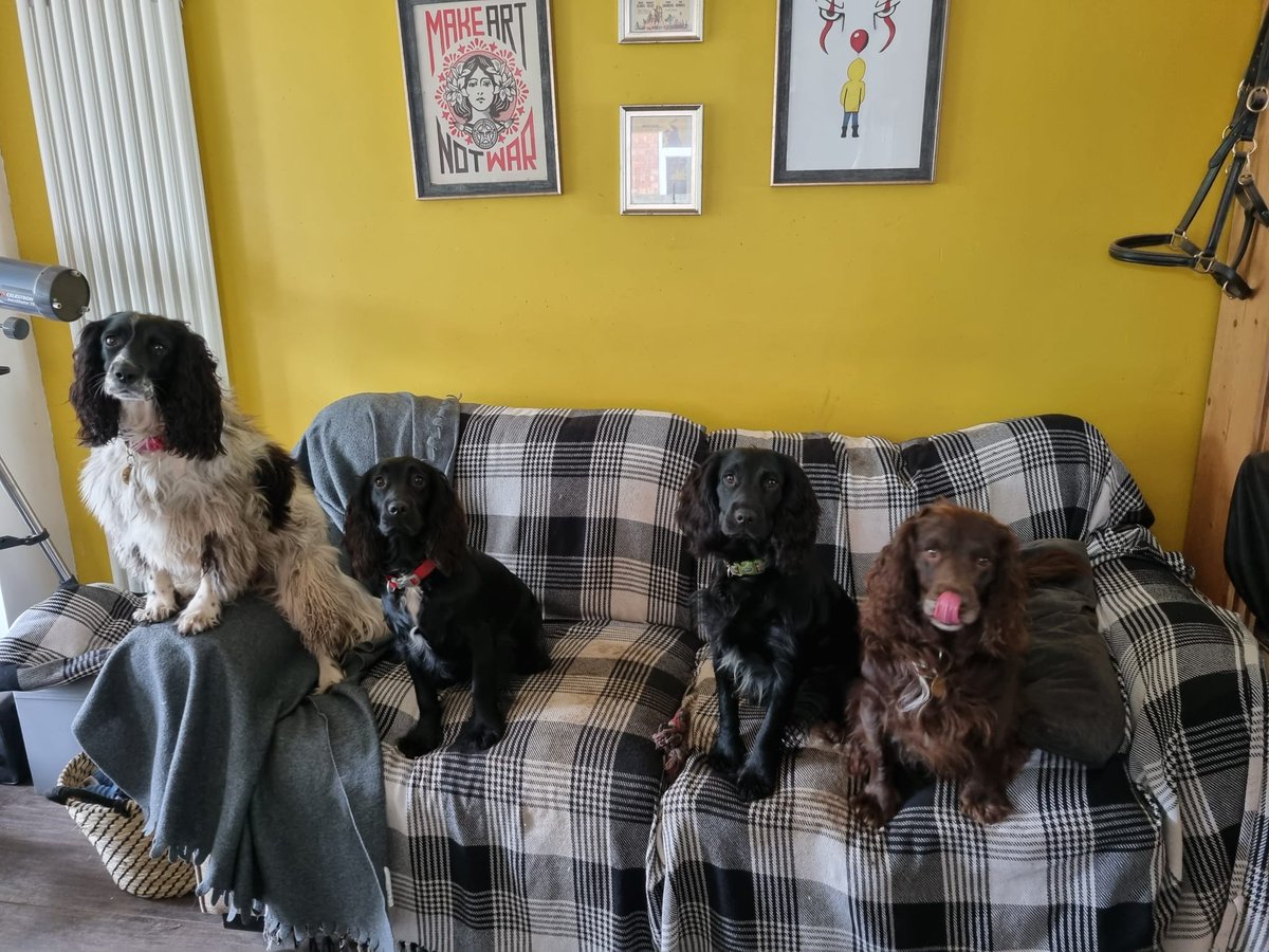 4Sprockers's tweet photo. This week Mavis and Pugsley were one year old. I don't know where the year has gone (obviously). But they have become such wonderful family members that I can't remember what it was like before they arrived https://t.co/VeJFNEsDJH