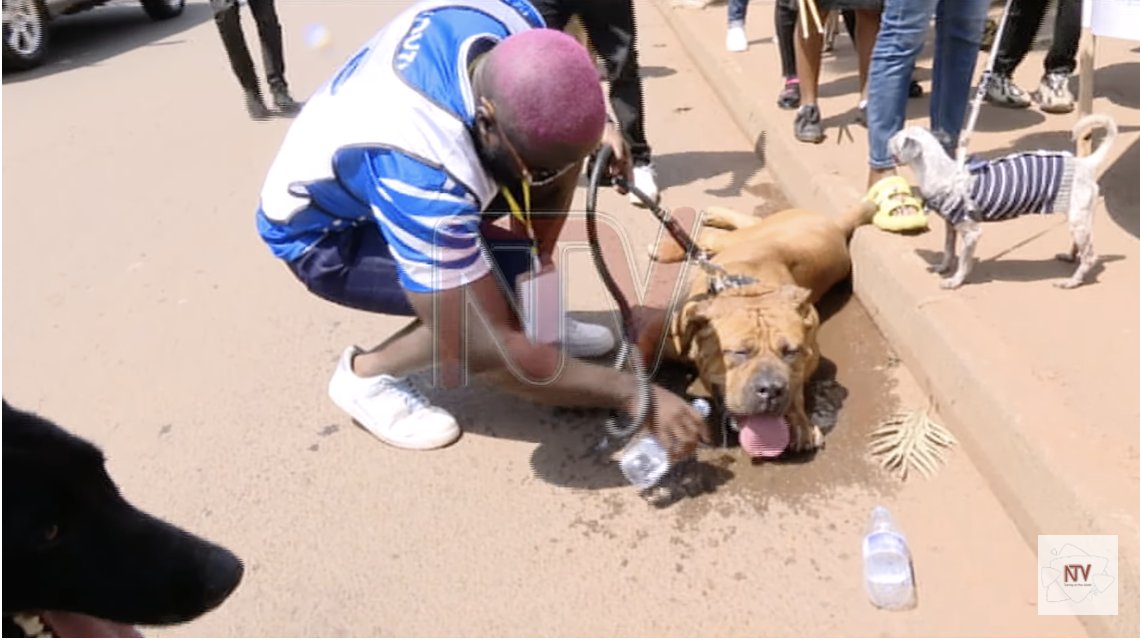 NTV UGANDA on Twitter "Dog breeders, owners tipped on grooming skills