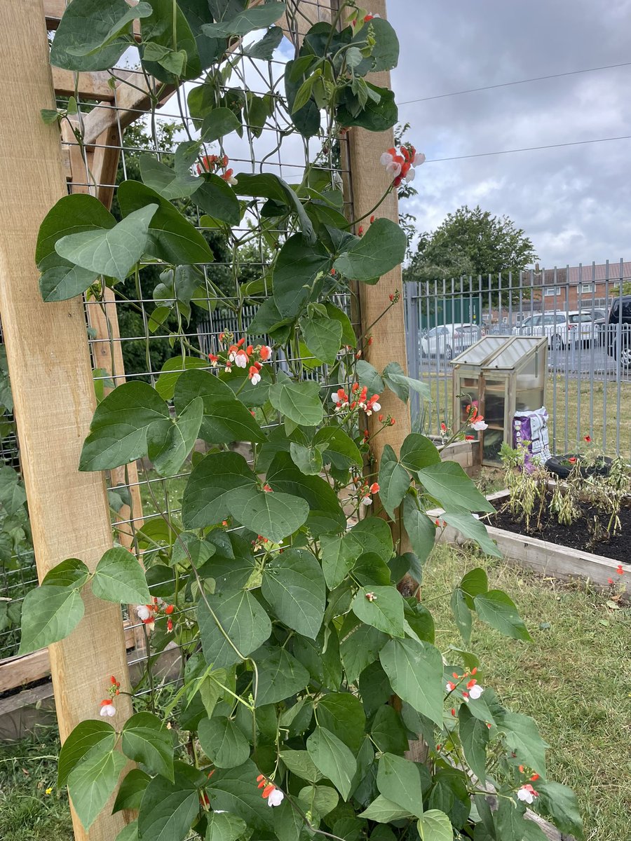 GrowCardiff's tweet photo. @AllotmentCooks Amazing, keep up the good work! Here are some pics of schools growing with us in Cardiff, as part of their @TreesforCities #edibleplaygrounds
Pupils eating raw veg and cooking up recipes too! https://t.co/K7PXLeR0cs