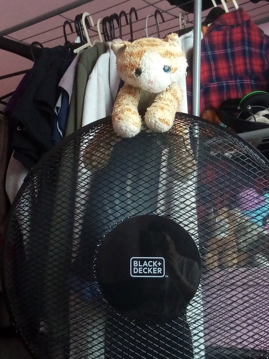 NSharpeYT's tweet photo. If this appears on your timeline, just know. Fan cat is watching https://t.co/aHsRHr4l31