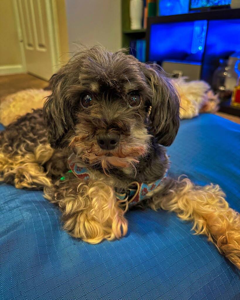 The haircut I gave Buster using the scissors off my desk is somewhere between what he would’ve gotten at “okay clips” and the bald ass shave he got at his last grooming. instagr.am/p/CuctseFuC_y/