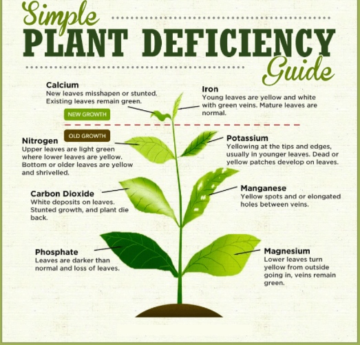 PLANT DEFICIENCIES AND THEIR FIXES https://t.co/rtpDnfkgm6 have 9 Heirloom Seed Packages in Stock, Our Individual Varieties, New Fall 2022 Harvest Seeds, and Sale Priced Now.  https://t.co/KLjRkhC480………………………#garden #seeds #preppers https://t.co/tXFnjdojXZ