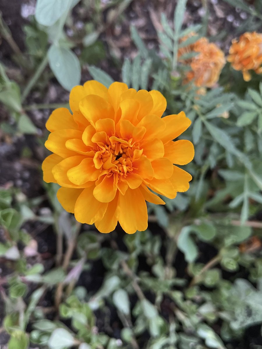 ¡Mira qué bellezas nos regala nuestro edén urbano! <a href="/AVMontecarmelo/">Asociación Vecinal Montecarmelo</a> <a href="/REHD_Mad/">Red Huertos Urbanos</a>