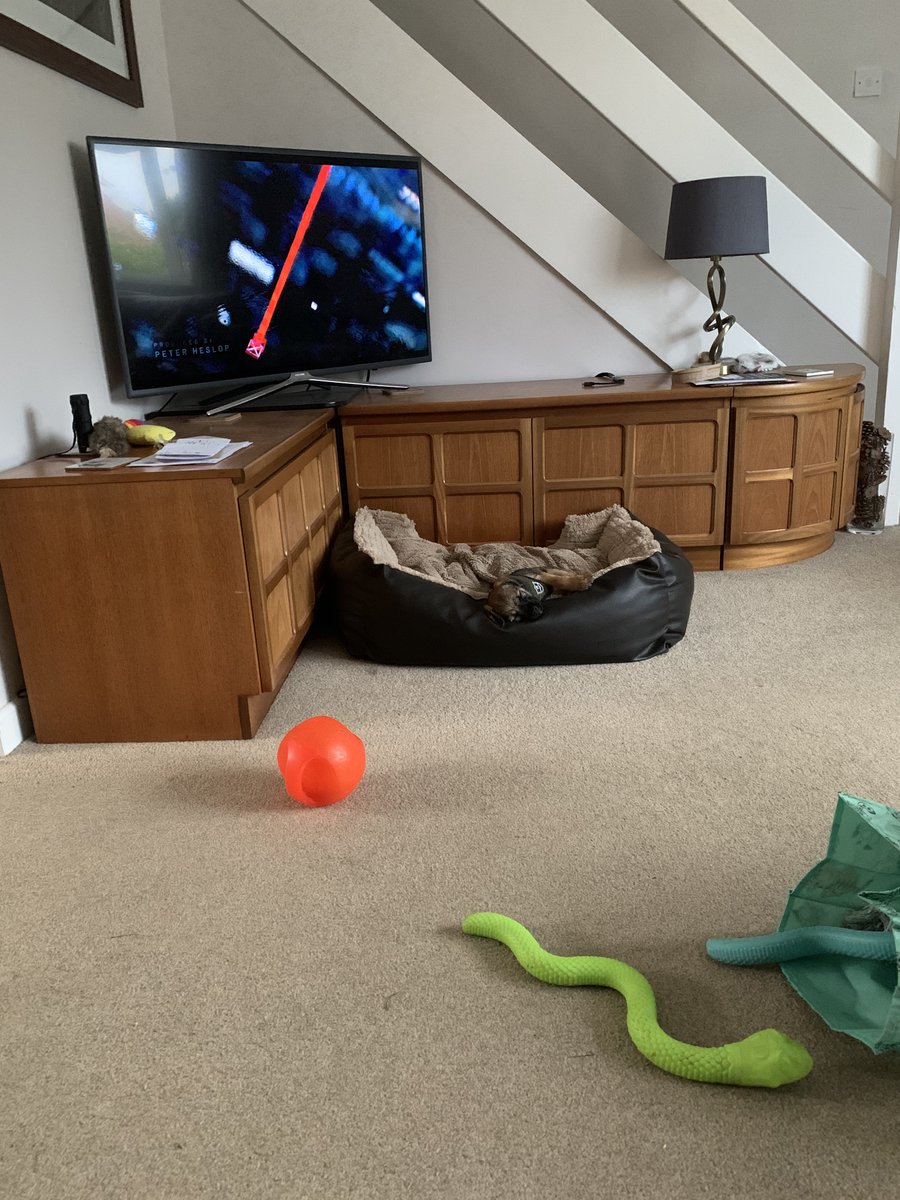 Can we watch paw patrol? No? I’ll sleep then. #BTPosse #dogsoftwitter #dogs #dogsontwitter