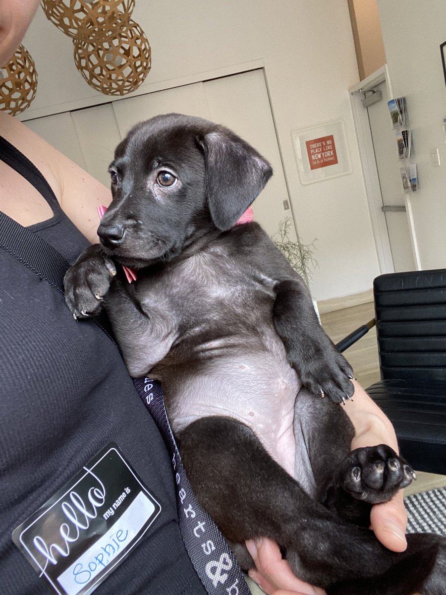 svershbow's tweet photo. Volunteering for a dog rescue is so outrageous. I was forced to hold adoptable puppies all afternoon. https://t.co/sGsdF7SDiu