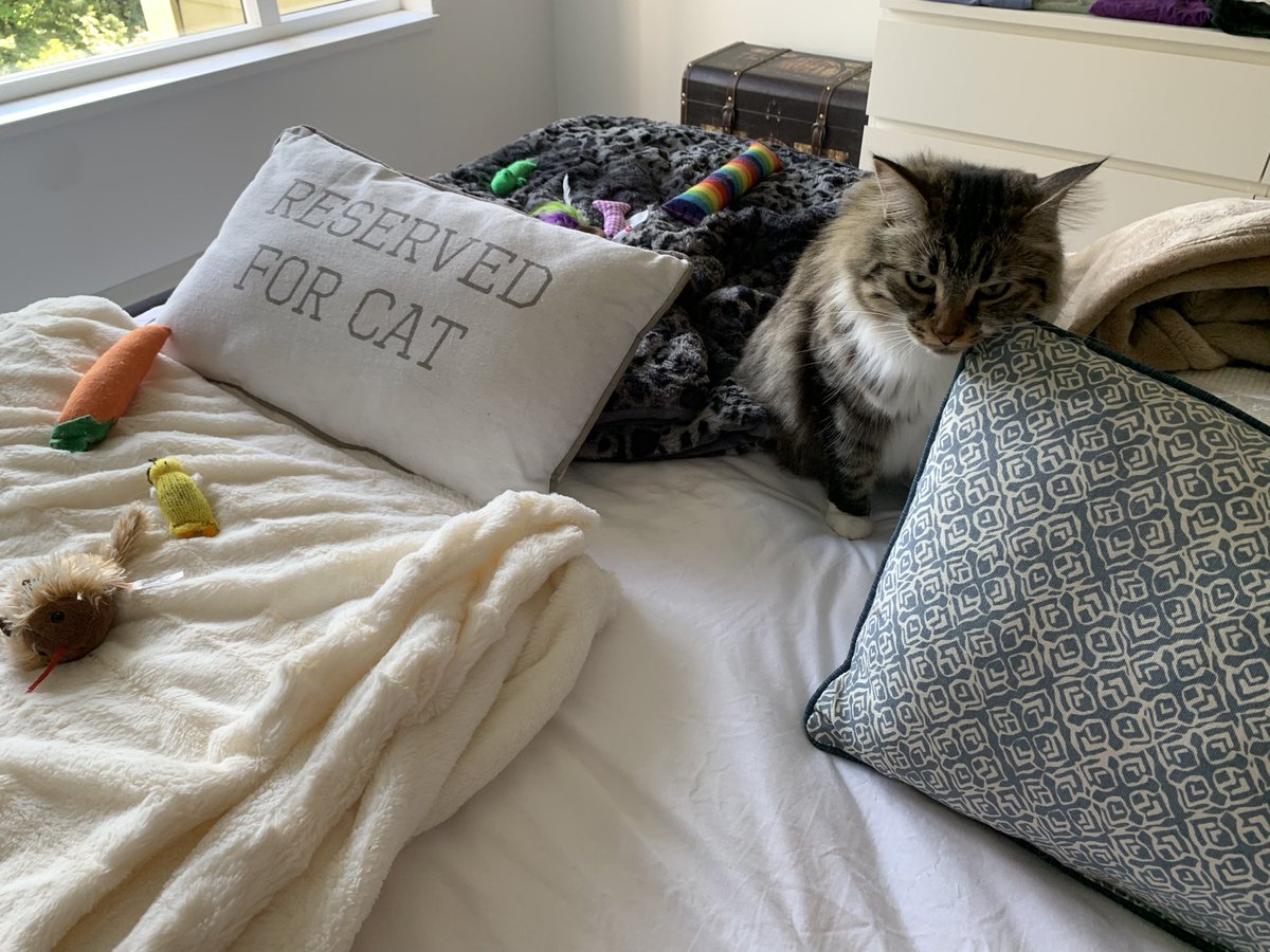 JessieBahrey's tweet photo. One of the negotiated agreements between Ella and her employer is a clear delineation of each other’s space on the bed. We now have clearly marked boundaries. #JobAction #Solidarity #LongshoremenStrike https://t.co/ctyk4ExJ1m