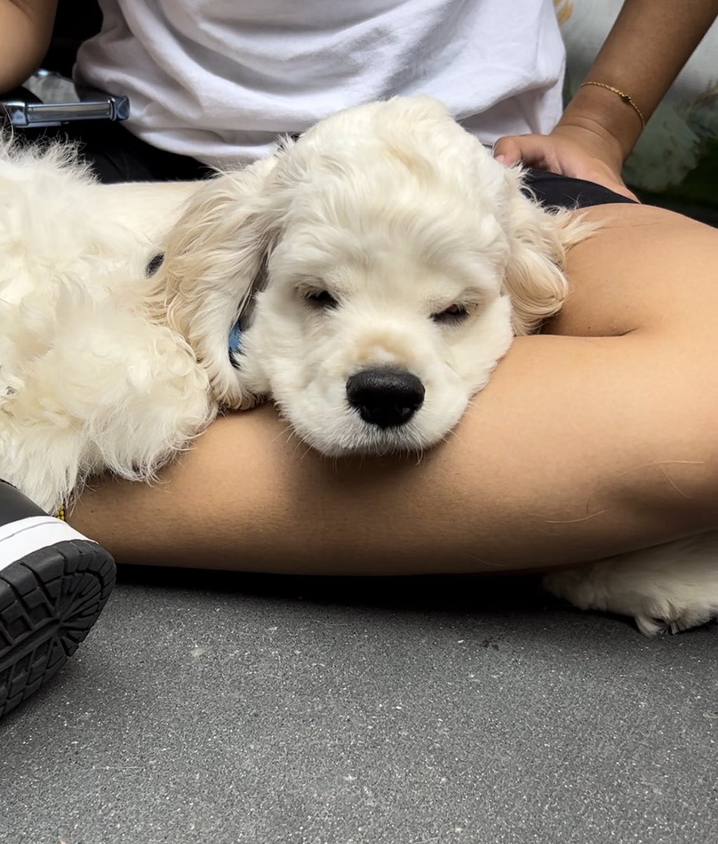 Hey, hey, hey! Broadway Barks is happening NOW! 🐶🐱Come on down to meet &amp; greet the animals available for adoption. Our star-studded spectacular kicks off at 5! #broadwaybarks #adoptdontshop