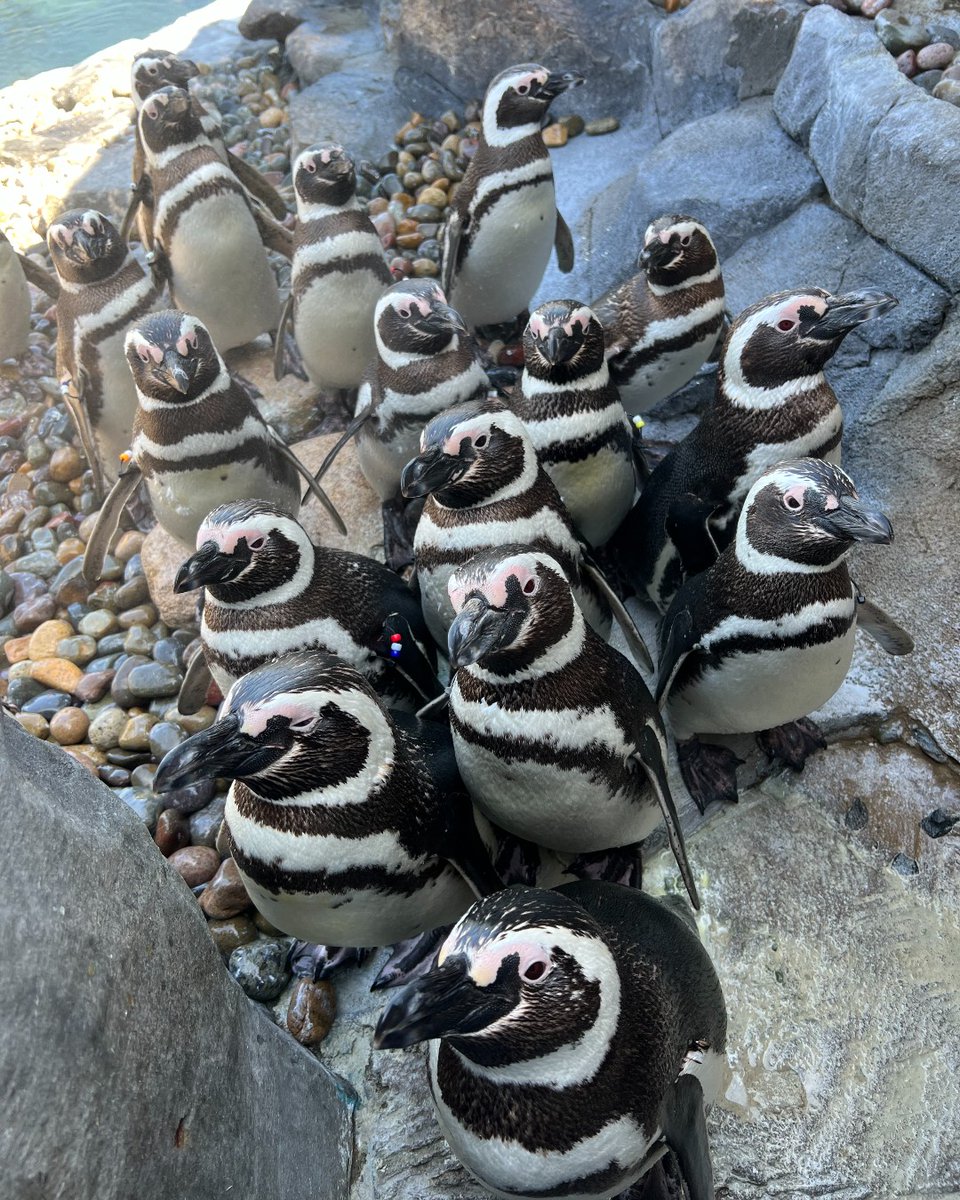 Aquarium of the Pacific tweet media