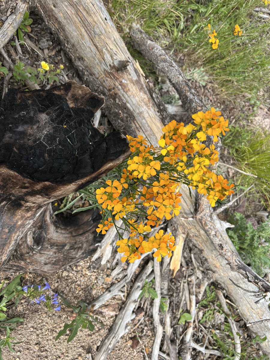 @danellos.dog 🟦☁️ tweet media