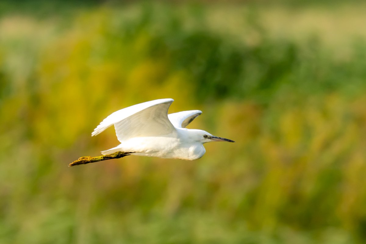 Alan Milner tweet media