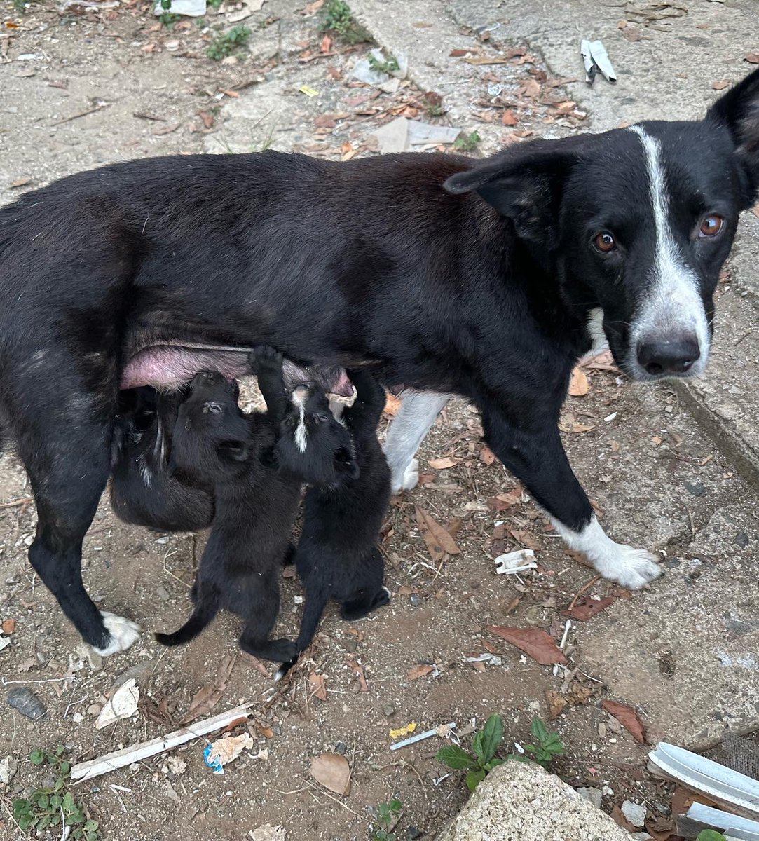 isabellaagq's tweet photo. ‼️NECESITAMOS DONACIONES‼️
El Santuario de Animales San Francisco de Asís aceptó estos puppies severamente anémicos ya que corrían peligro de ser atropellados. Son 4 puppies y necesitamos recaudar dinero para cubrir su esterilización, vacunas y tratamiento médico. @SASFAPR https://t.co/nveGiHYHFo