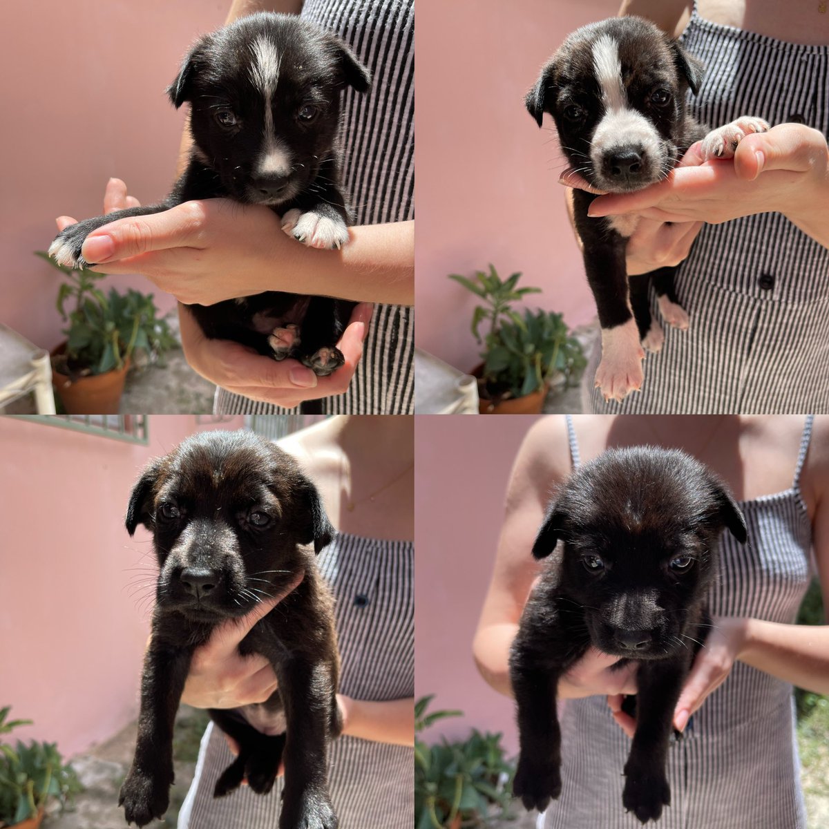 ‼️NECESITAMOS DONACIONES‼️
El Santuario de Animales San Francisco de Asís aceptó estos puppies severamente anémicos ya que corrían peligro de ser atropellados. Son 4 puppies y necesitamos recaudar dinero para cubrir su esterilización, vacunas y tratamiento médico. <a href="/SASFAPR/">SASFAPR</a>